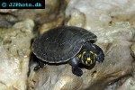 podocnemis unifilis   yellowspotted amazon river turtle  