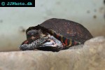 rhinoclemmys pulcherrima   painted wood turtle  