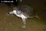 siebenrockiella crassicollis   black marsh turtle  