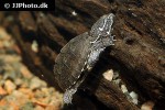 sternotherus odoratus   common musk turtle  