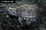 sternotherus odoratus   common musk turtle  