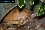 terrapene carolina   common box turtle  