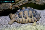testudo kleinmanni   egyptian tortoise  