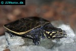 trionyx ferox   florida softshell turtle  