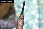 farlowella gracilis