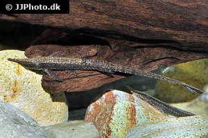 Twig / Whiptail