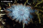 acanthaster planci   crown of thorns starfish  