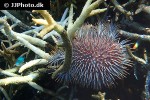 acanthaster planci   crown of thorns starfish  