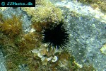 centrostephanus longispinus   longspine sea urchin  