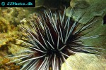 diadema antillarum   long spined sea urchin  
