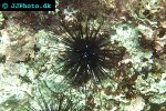 diadema setosum   longspine sea urchin  