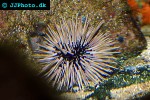 echinometra mathaei   burrowing urchin  