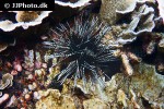 echinothrix calamaris   hatpin sea urchin  