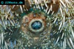 echinus acutus   longspine sea urchin  
