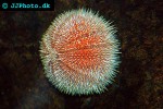 echinus esculentus   edible sea urchin  