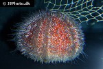 echinus esculentus   european edible sea urchin  