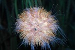 echinus esculentus   european edible sea urchin  