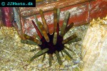 heterocentrotus mammillatus   pencil urchin  