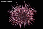 mesocentrotus franciscanus   red sea urchin  