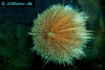 stronglyocentrotus droebachiensis   green sea urchin  
