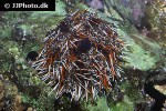 tripneustes gratilla   collector urchin  