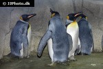 aptenodytes forsteri   emperor penguin  
