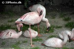 phoenicopterus minor   lesser flamingo  