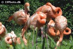 phoenicopterus ruber   american flamingo  