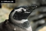 spheniscus demersus   african penguin  
