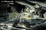 spheniscus demersus   african penguin  
