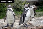 spheniscus humboldti   humboldt penguin  