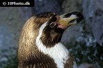 spheniscus humboldti   humboldt penguin  