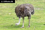 struthio camelus   common ostrich  
