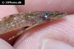 belonoglanis species makoua