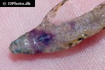 belonoglanis species makoua