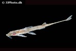 belonoglanis species makoua