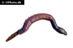 arenicola marina   lugworm sandworm  