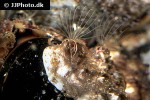 balanus crenatus   barnacle  