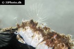 balanus crenatus   barnacle  
