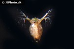 daphnia sp   water flea  