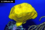 haliclona spp   yellow encrusting demosponge  