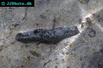 holothuria atra   black sea cucumber  