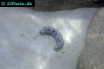 holothuria atra   black sea cucumber  