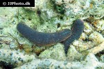 holothuria edulis   edible sea cucumber  