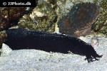 holothuria leucospilota   black sea tarzan cucumber  