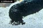holothuria leucospilota   black sea tarzan cucumber  