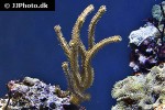 plexaurella spp   sea rod  