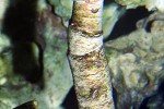 protula bispiralis   coco tubeworm  