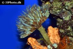sabellastarte magnifica   magnificent feather duster  