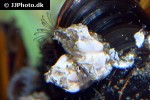 semibalanus balanoides   acorn barnacle  